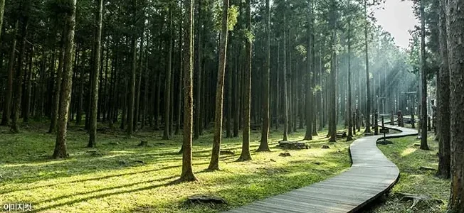 숲속 산책로 이미지컷